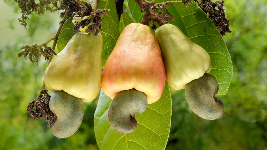 3 Cashew apple - still on the tree with cashews attached